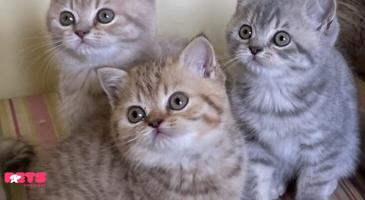 British Shorthair Kittens