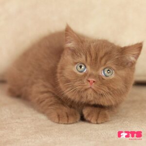 British shorthair cinnamon kitten