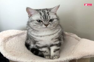 British shorthair silver tabby kitten