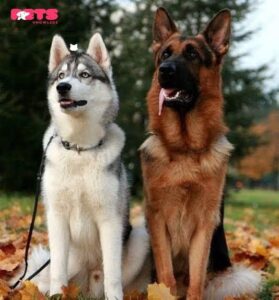 German Shepherd vs Siberian husky