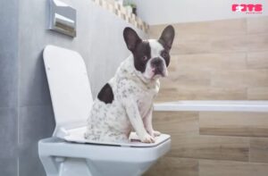 Which factors lead to diarrhea in dogs