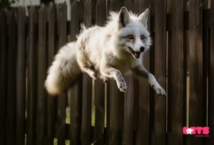 History of Canadian Marble Fox