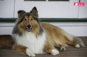 Grooming Rough Collies