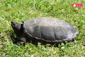 Baby Snapping turtle