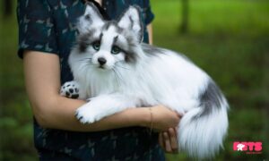 Canadian Marble Fox Fur