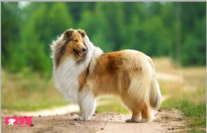 History of Rough Collies