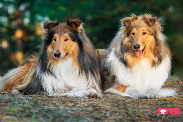 Rough Collie