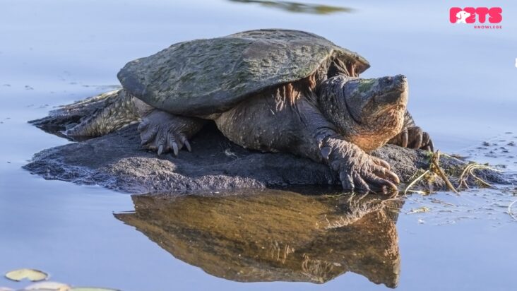 Snapping turtle