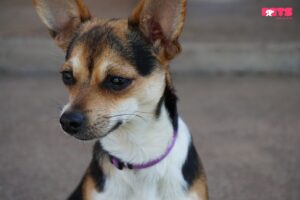 Chihuahua Terrier Mix