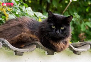 black brown cat