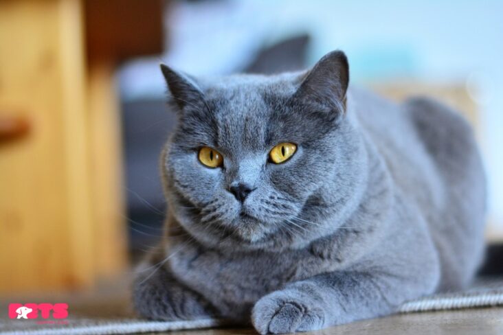 grey cat