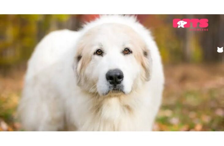 Great Pyrenees