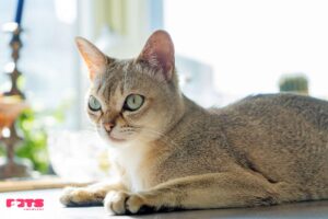 singapur cat