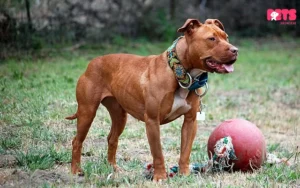 The Red Nose Brindle Pitbull