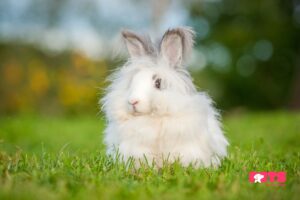 Giant Angora