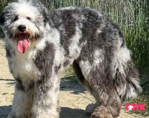 Bernedoodle Characteristics: A Calm Magnanimity