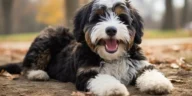 Bernedoodle