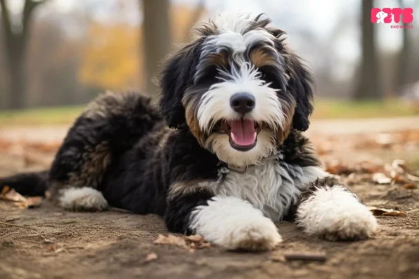 Bernedoodle