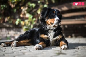 Bernese Mountain Dog Rescue Puppies