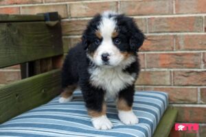 Bernese Mountain Dog Puppy Rescue