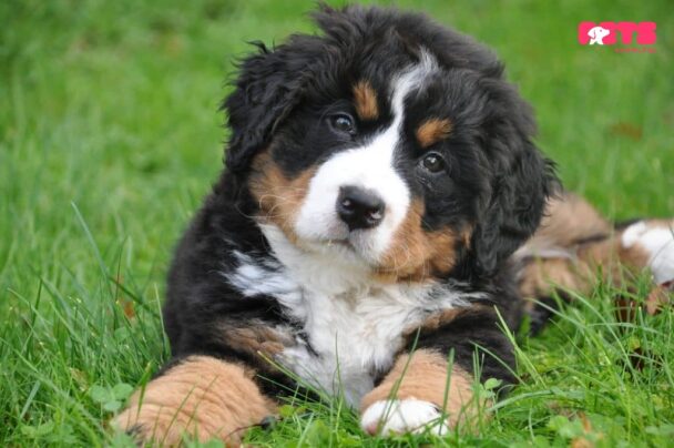 Bernese Mountain Dog Puppy