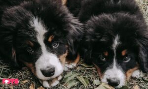 Bernese Mountain Dog Puppy Breeders