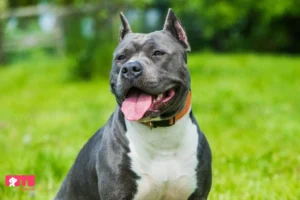 Brindle Pitbull Facts Sheet