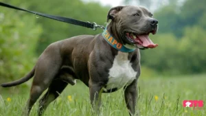 The Blue Nose Brindle Pitbull