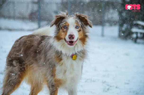 Border Collie Australian Shepherd Mix