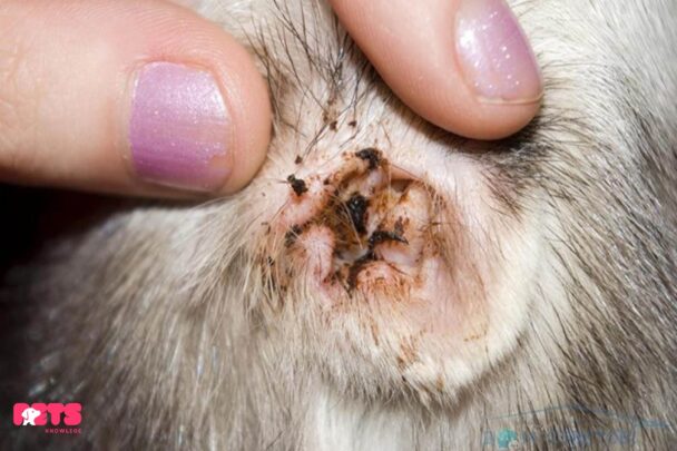  Ear Mites in Cats