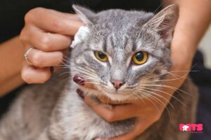 What Kills Ear Mites in Cats Instantly