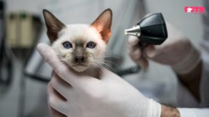 Diagnose Ear Mites in Cats