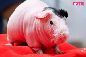 Where did Skinny Pigs come from