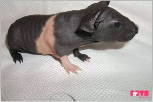 Hairless guinea pig