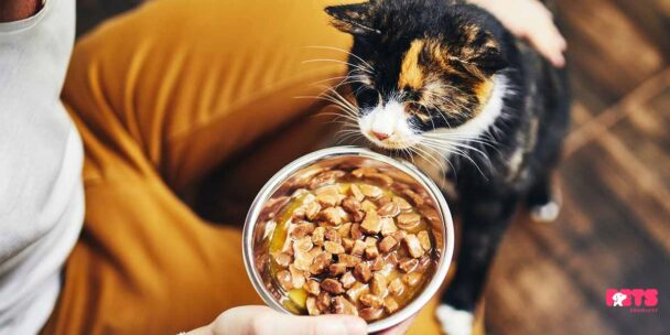 Homemade cat food