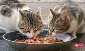  Comparison Between Dry And Wet Cat Food 