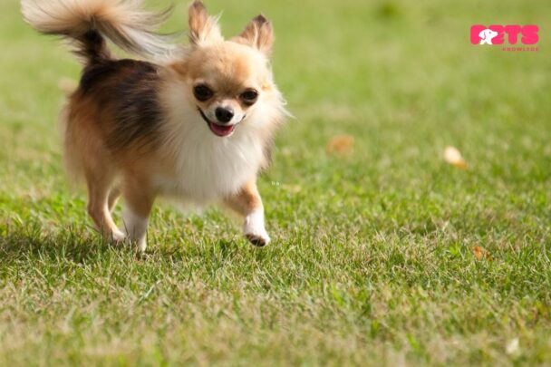 Long Haired Chihuahua