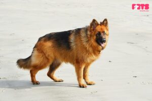 German Shepherd Long Haired Dog Grooming And Care