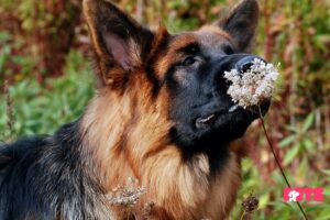 The Magnificent Style of German Shepherds with Long Hair