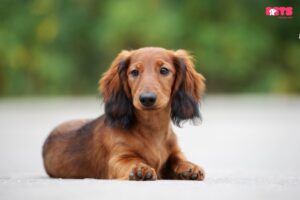 Dachshund Long Hair Miniature & Puppies