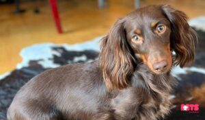 Actual Qualities of Long Haired Dachshunds