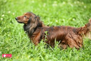 Long Haired Dachshund