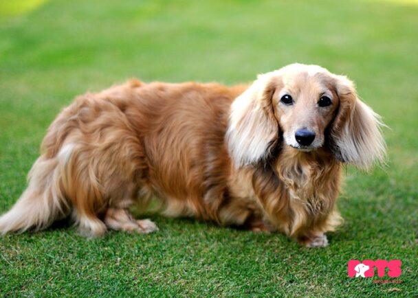 Long haired Dachshund