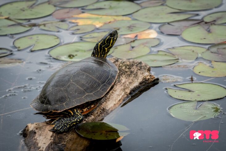 Painted turtle