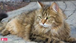 Siberian Cat Personality: A Perfect Balance