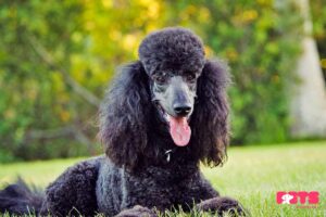 The Versatile Medium Poodle