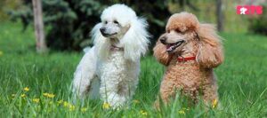 Standard poodle overview