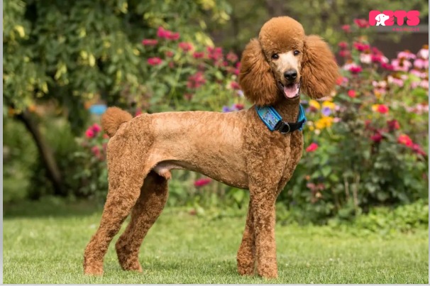 Standard poodle