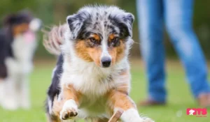 Are Toy Australian Shepherds Expensive