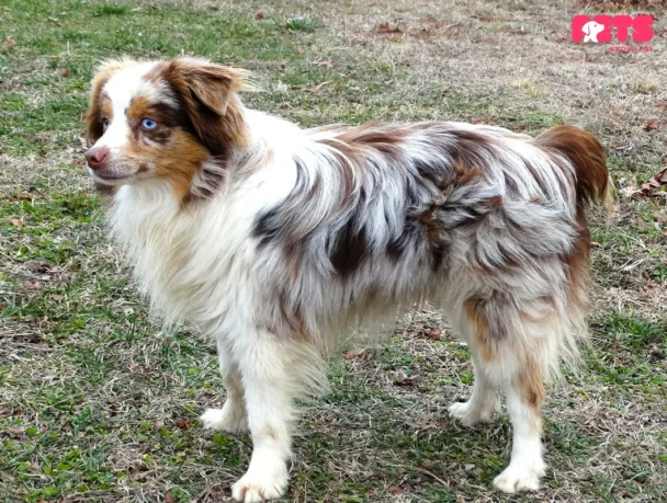 Toy Australian Shepherd